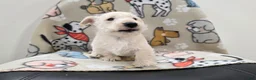 Scottish Terrier dogs for sale: Vivian - Ad 6