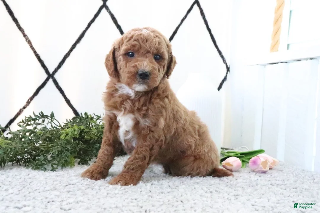 Mini Goldendoodle dogs for sale: Ruth - Ad 1