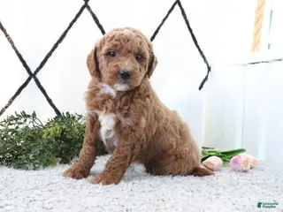 Mini Goldendoodle dogs for sale: Ruth - Ad 2