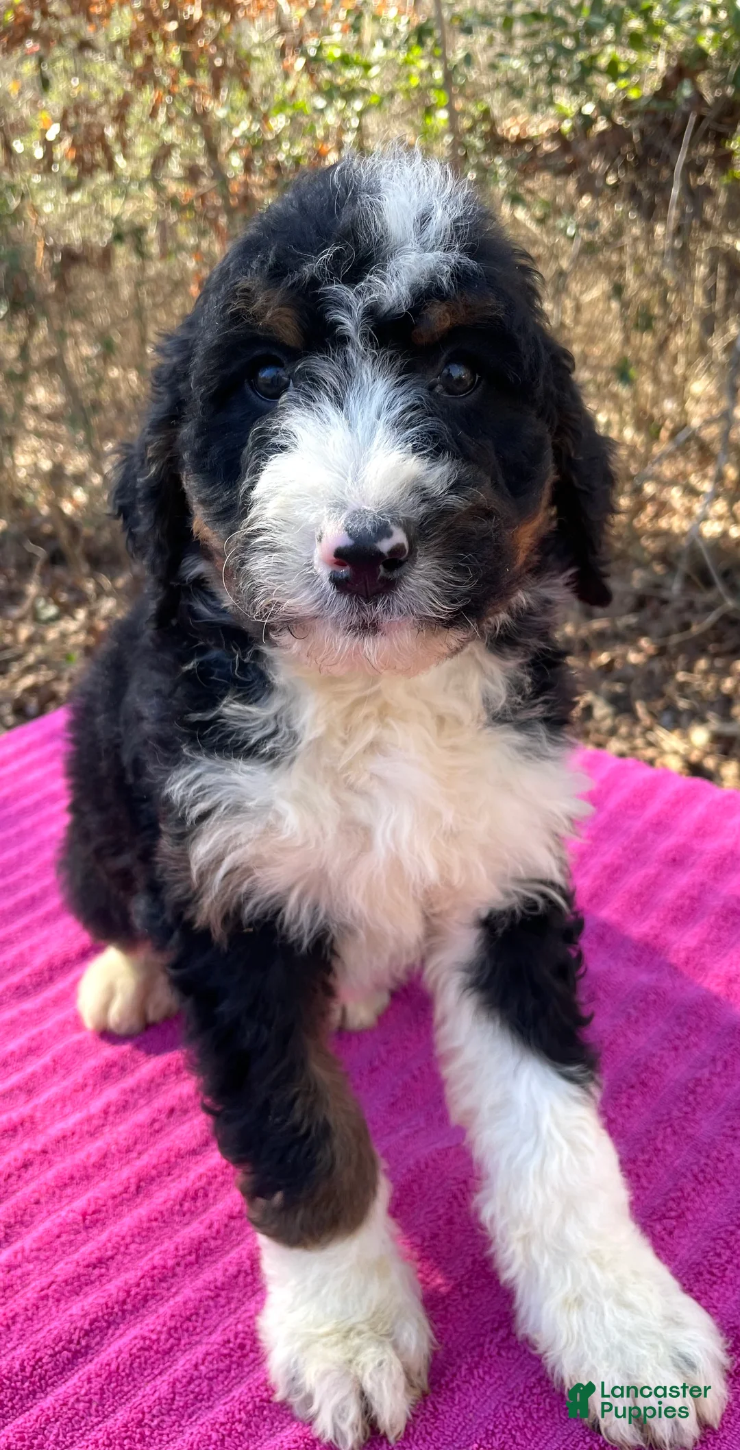 Bernedoodle dogs for sale: Leah - Ad 3