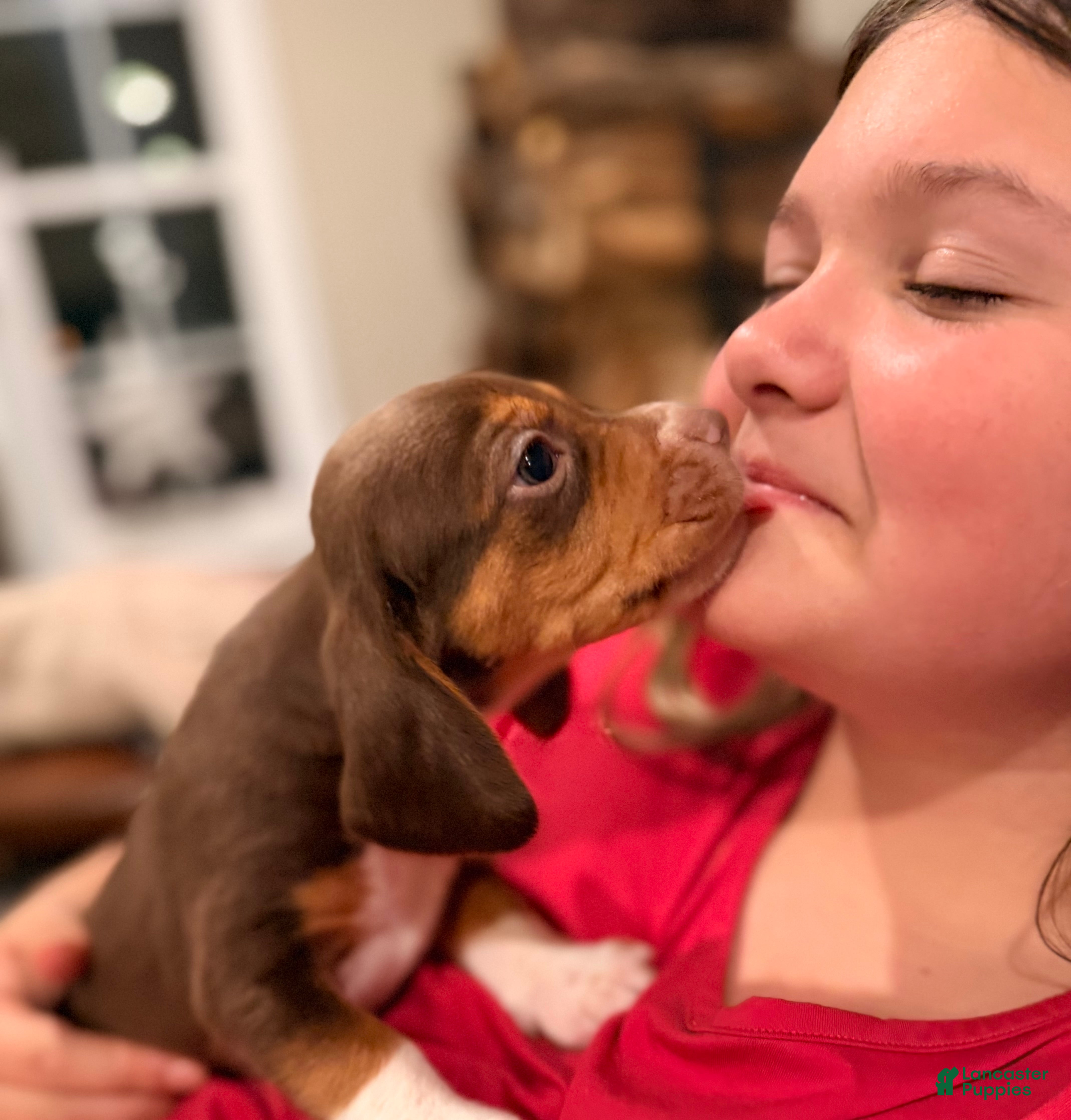 Beagle dogs Beagle Puppy 6 - Ad 16