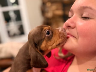 Beagle dogs Beagle Puppy 6 - Ad 8