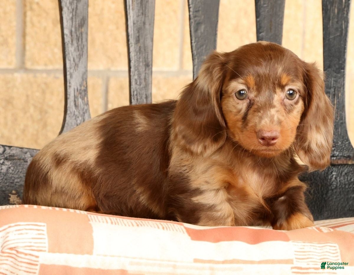 Miniature Dachshund dogs for sale: Bella - Ad 6