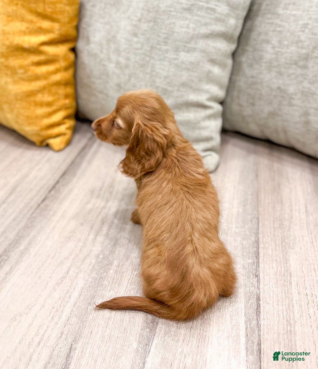 Miniature Dachshund dogs for sale: Ginger - Ad 5