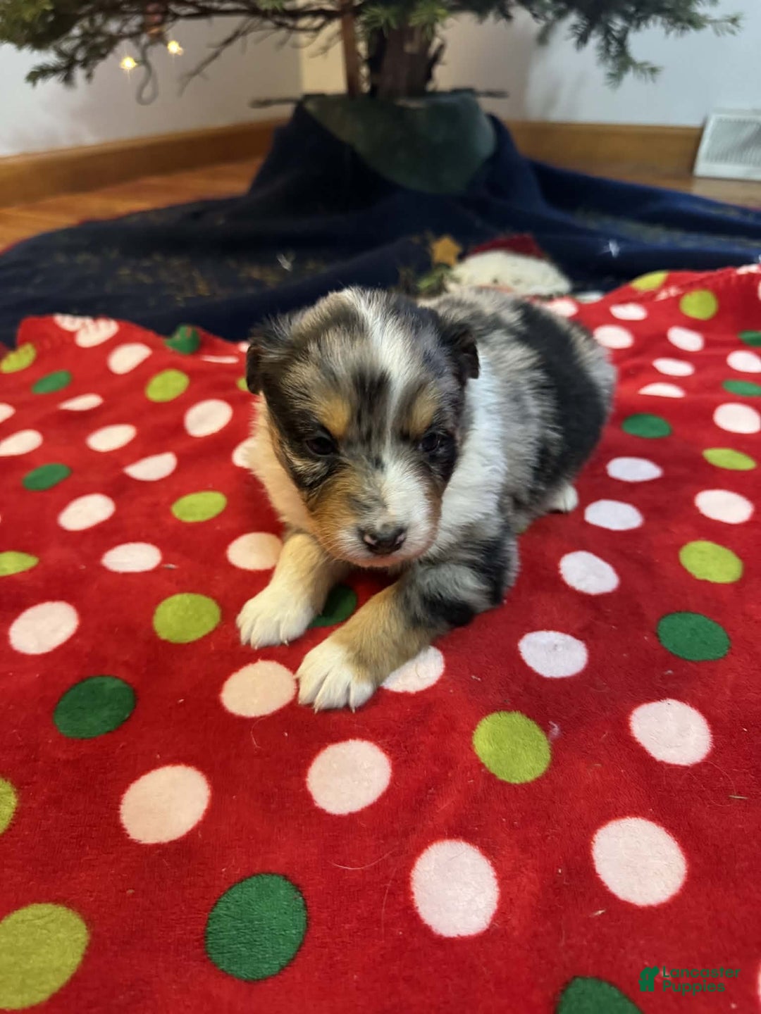 Australian Shepherd dogs for sale: Tundra - Ad 7