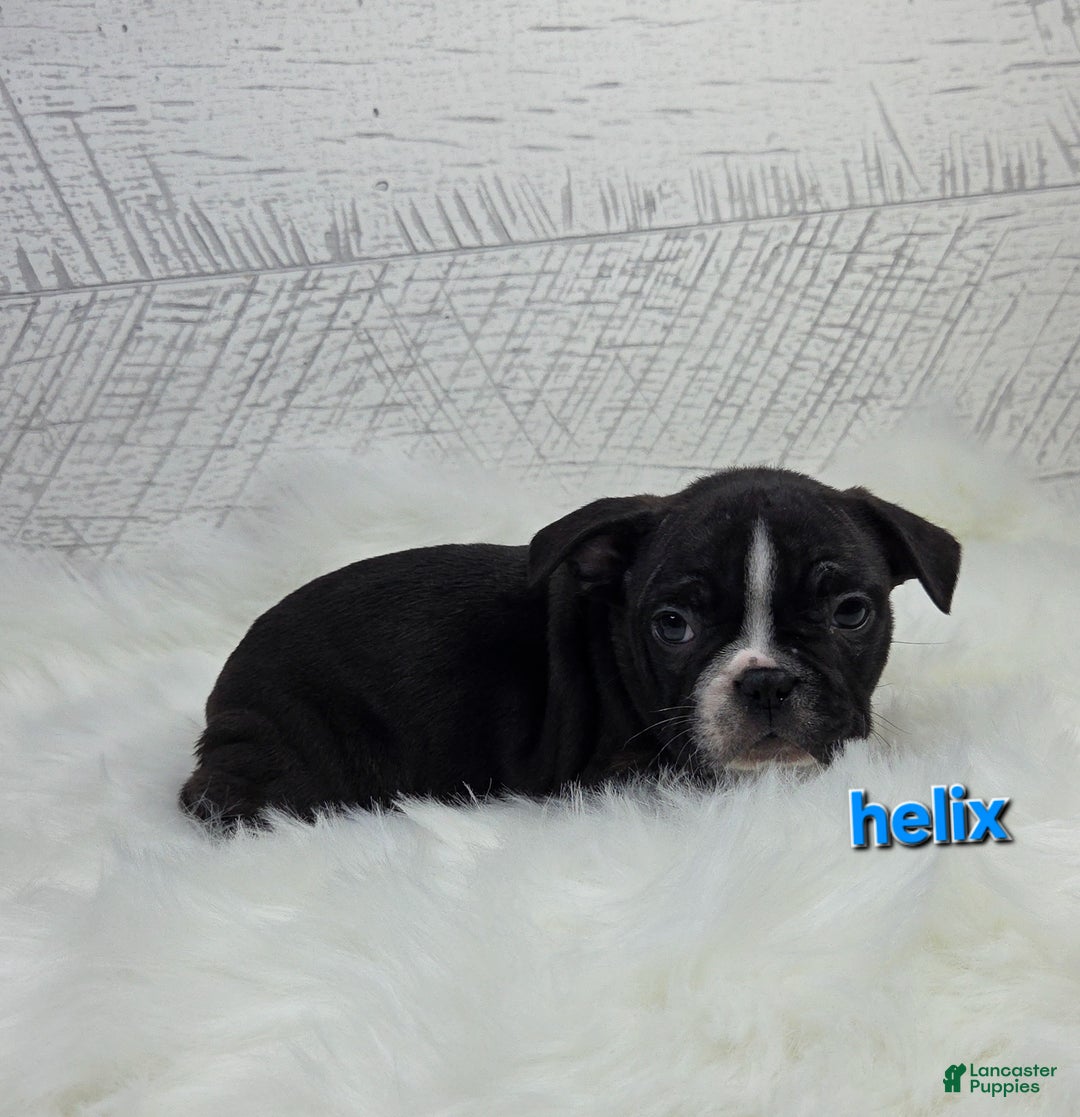 Frenchton dogs for sale: Helix - Ad 5