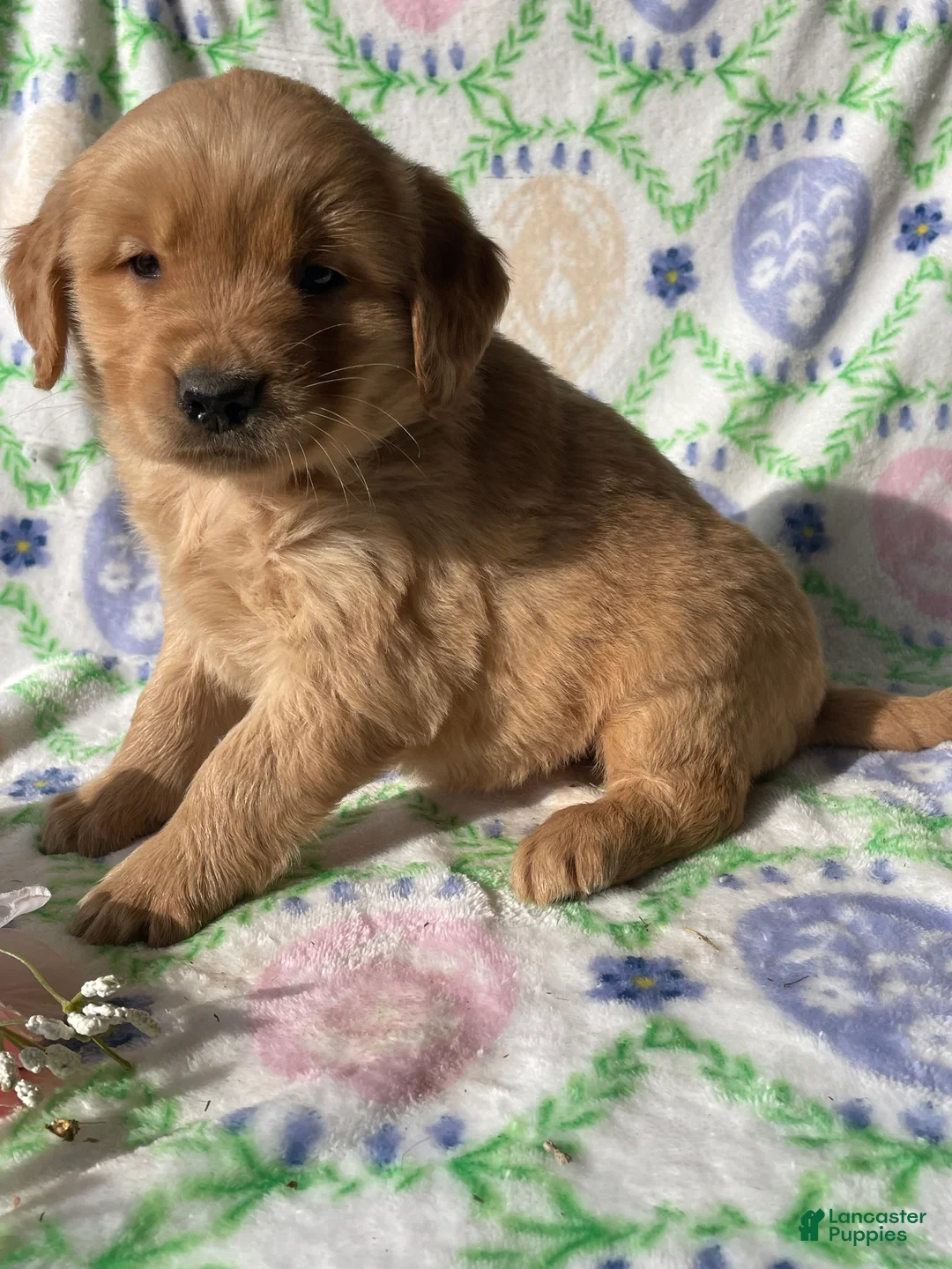 Golden Retriever dogs for sale: Sterling - Ad 2