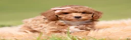 Toy Poodle dogs for sale: Fifi AKC - Ad 3