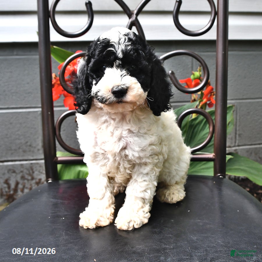 Cockapoo dogs for sale: Alex - Ad 4