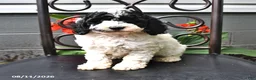 Cockapoo dogs for sale: Alex - Ad 1