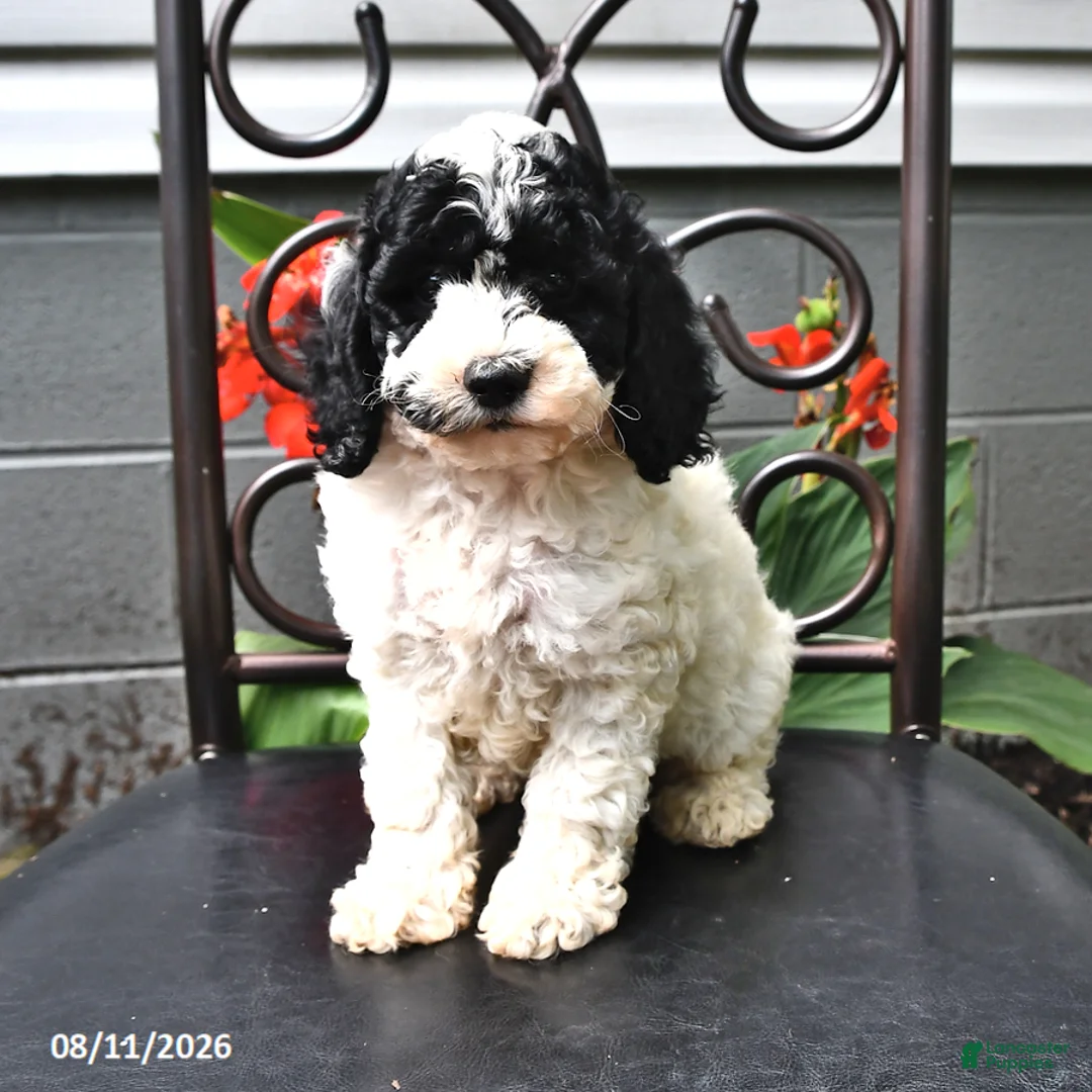 Cockapoo dogs for sale: Alex - Ad 1
