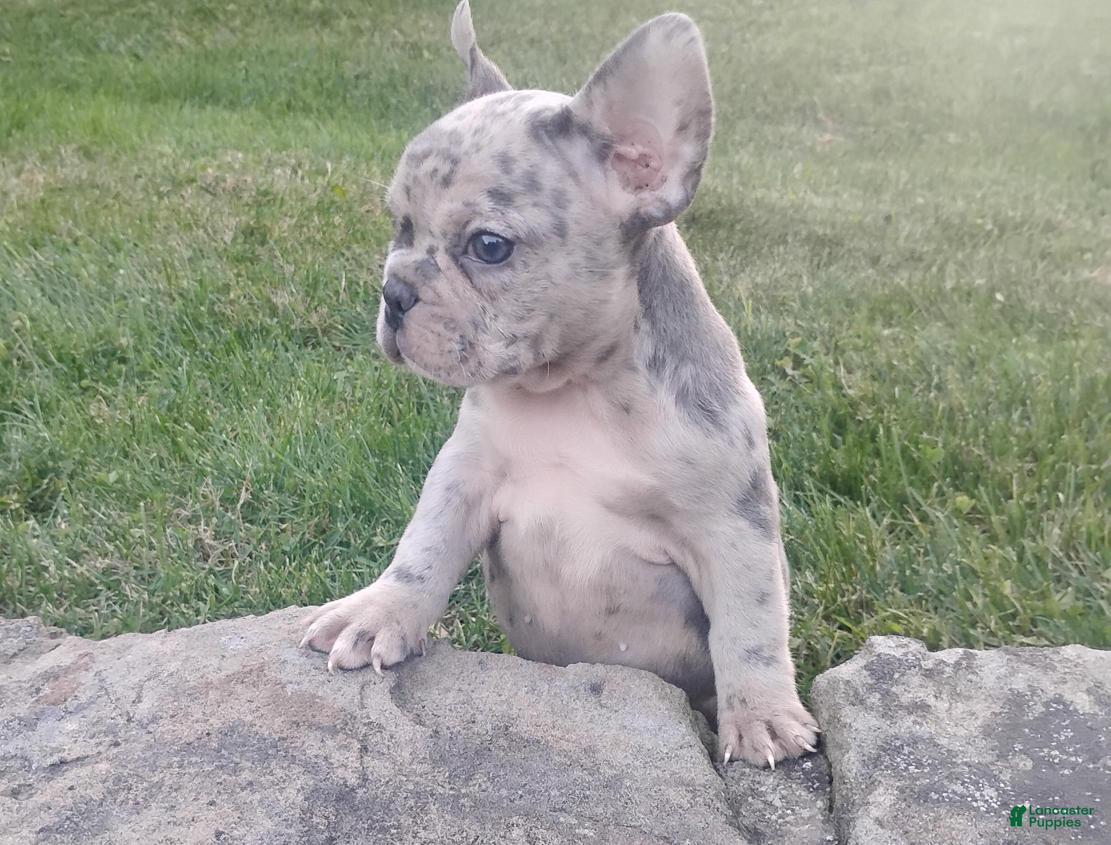 French Bulldog dogs for sale: Mason - Ad 1