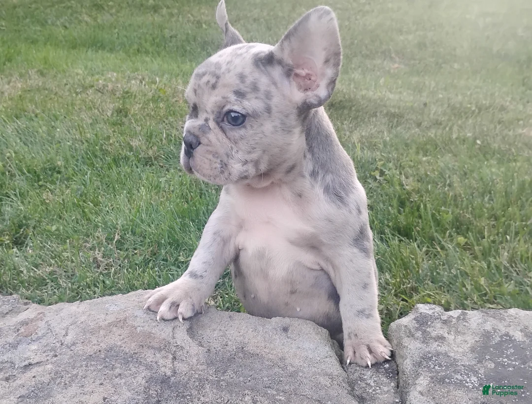French Bulldog dogs for sale: Mason - Ad 1