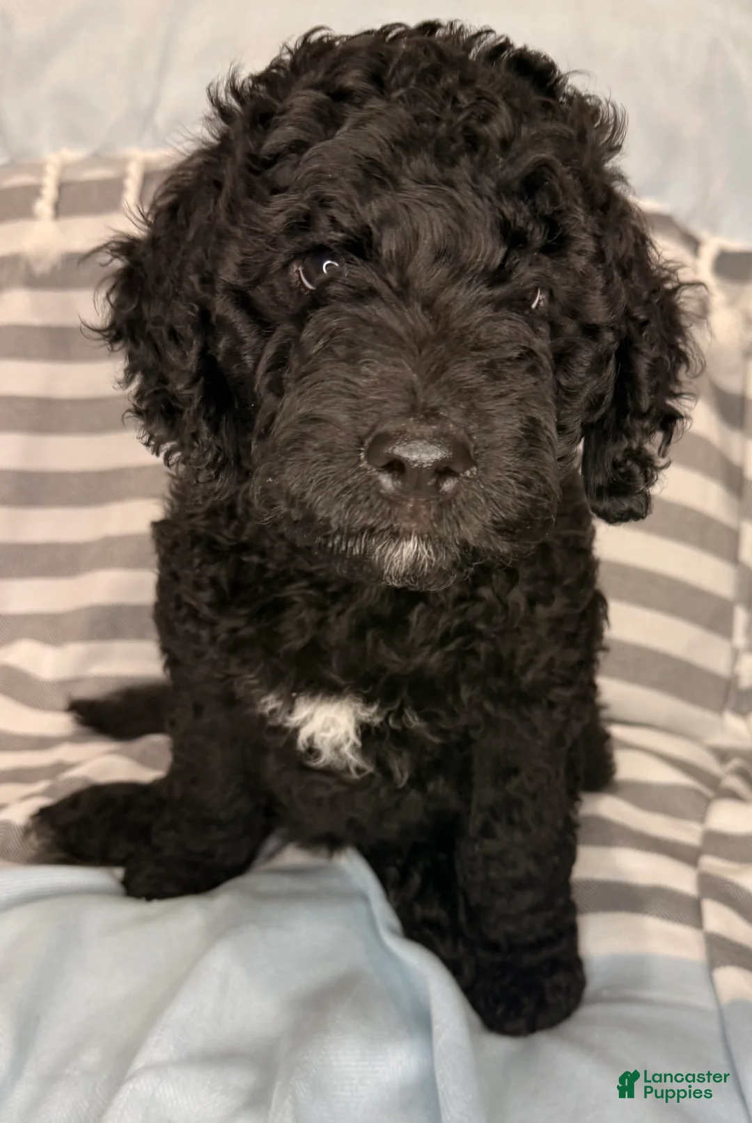 Mixed Breed dogs for sale: Pinky - Ad 1