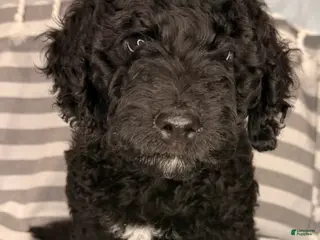 Mixed Breed dogs for sale: Pinky - Ad 2