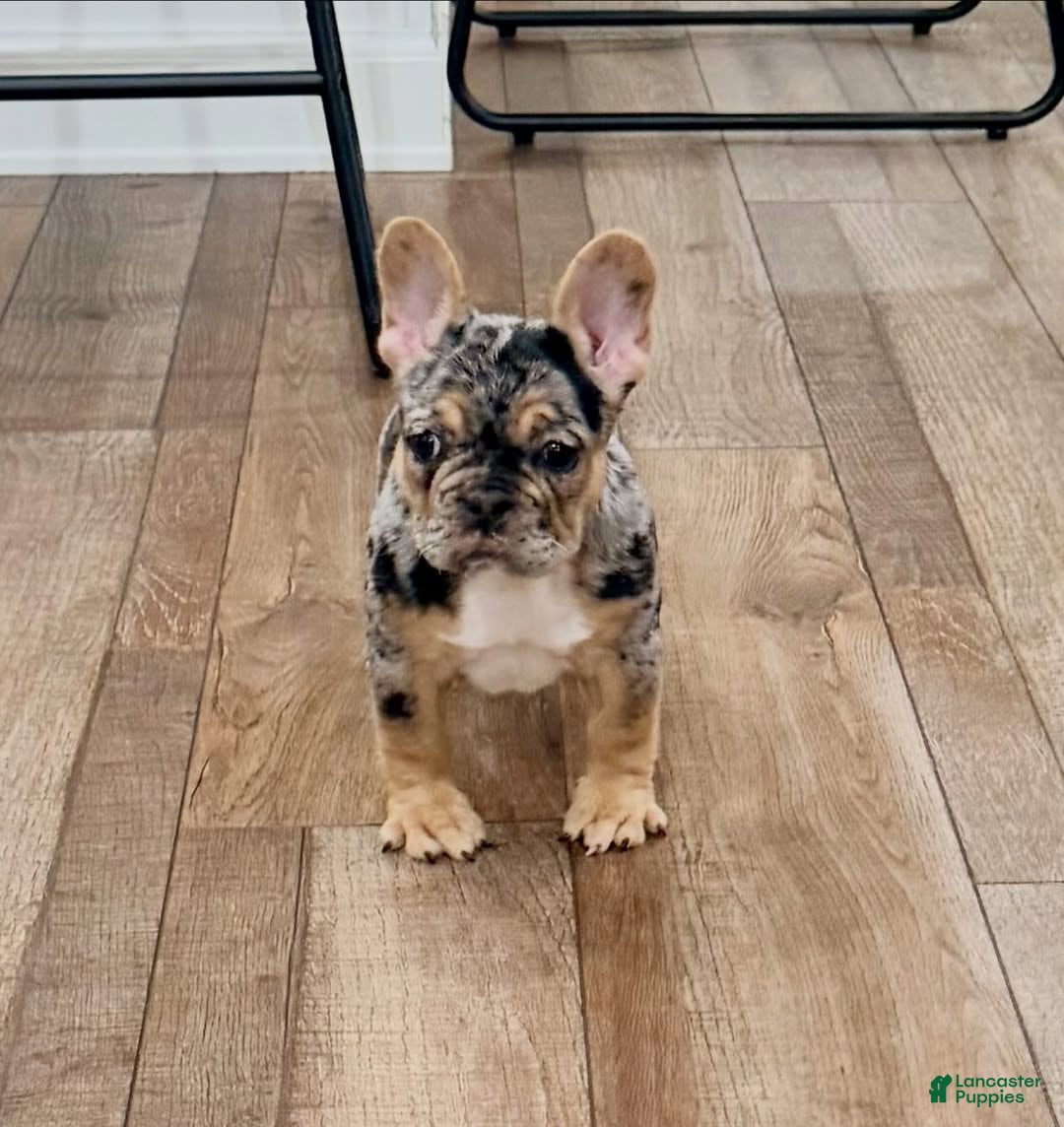 French Bulldog dogs French Bulldog Puppy 3 - Ad 36