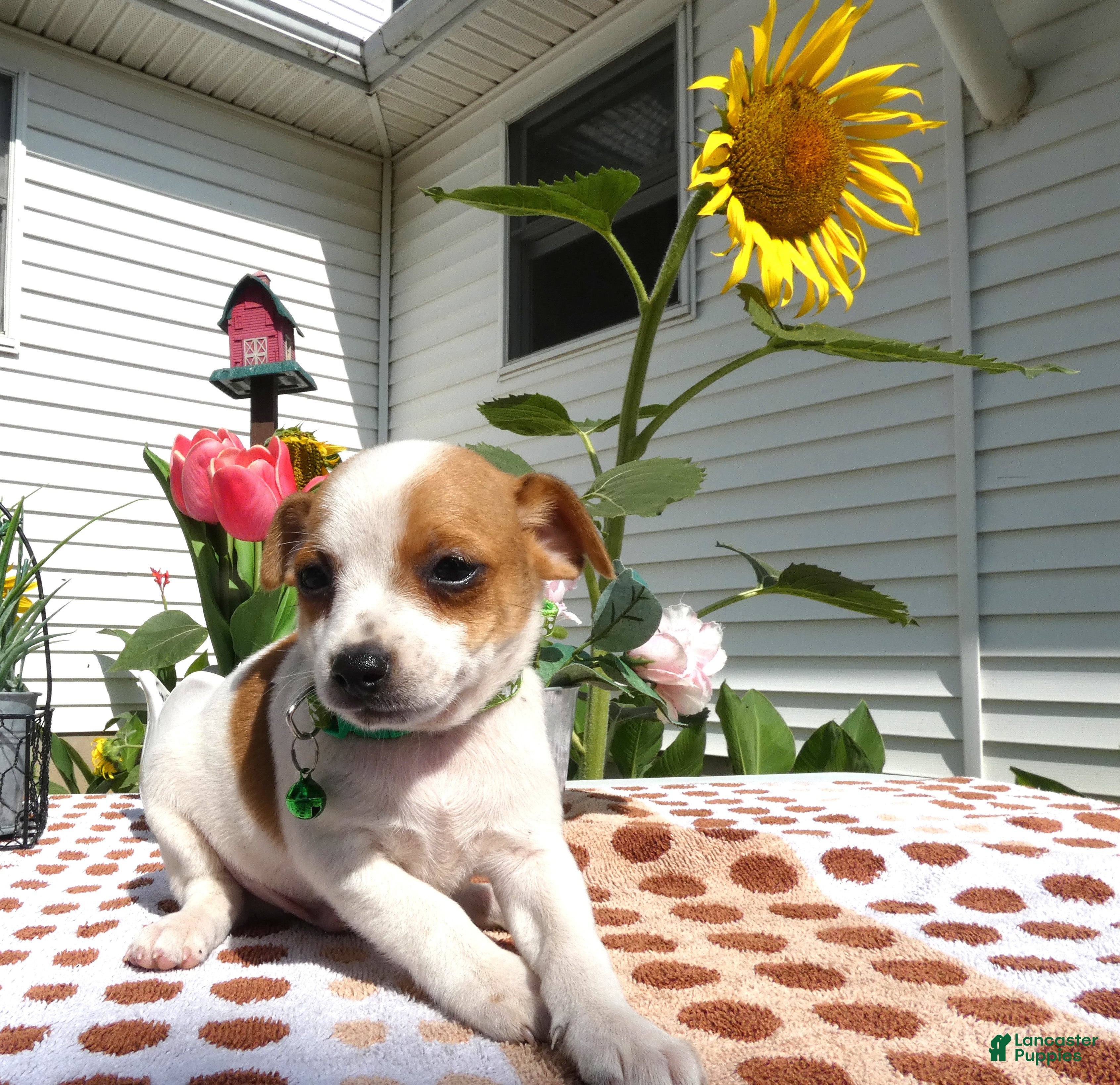 Jack Chi dogs Jack Chi 7 Tyler - Ad 42