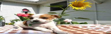 Jack Chi 7 Tyler
