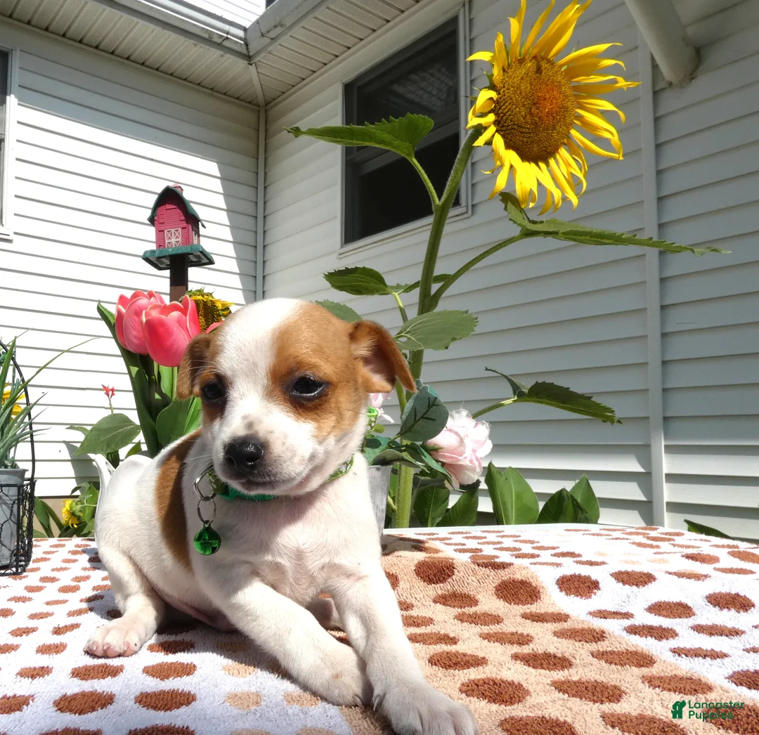 Jack Chi dogs for sale: Jack Chi 7 Tyler - Ad 1