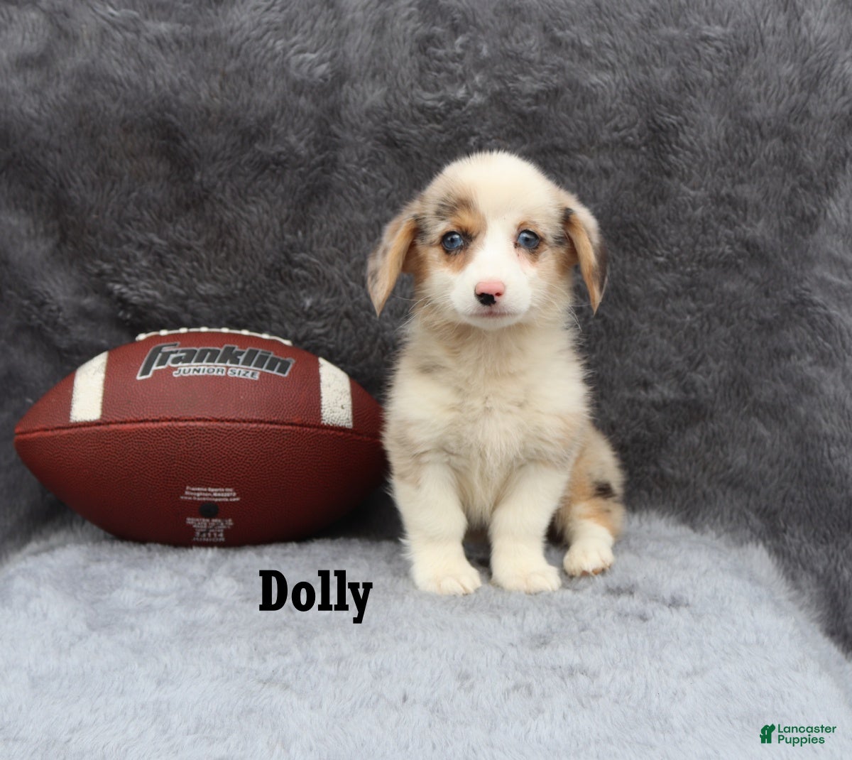 Welsh Corgi Pembroke dogs Dolly - Ad 2