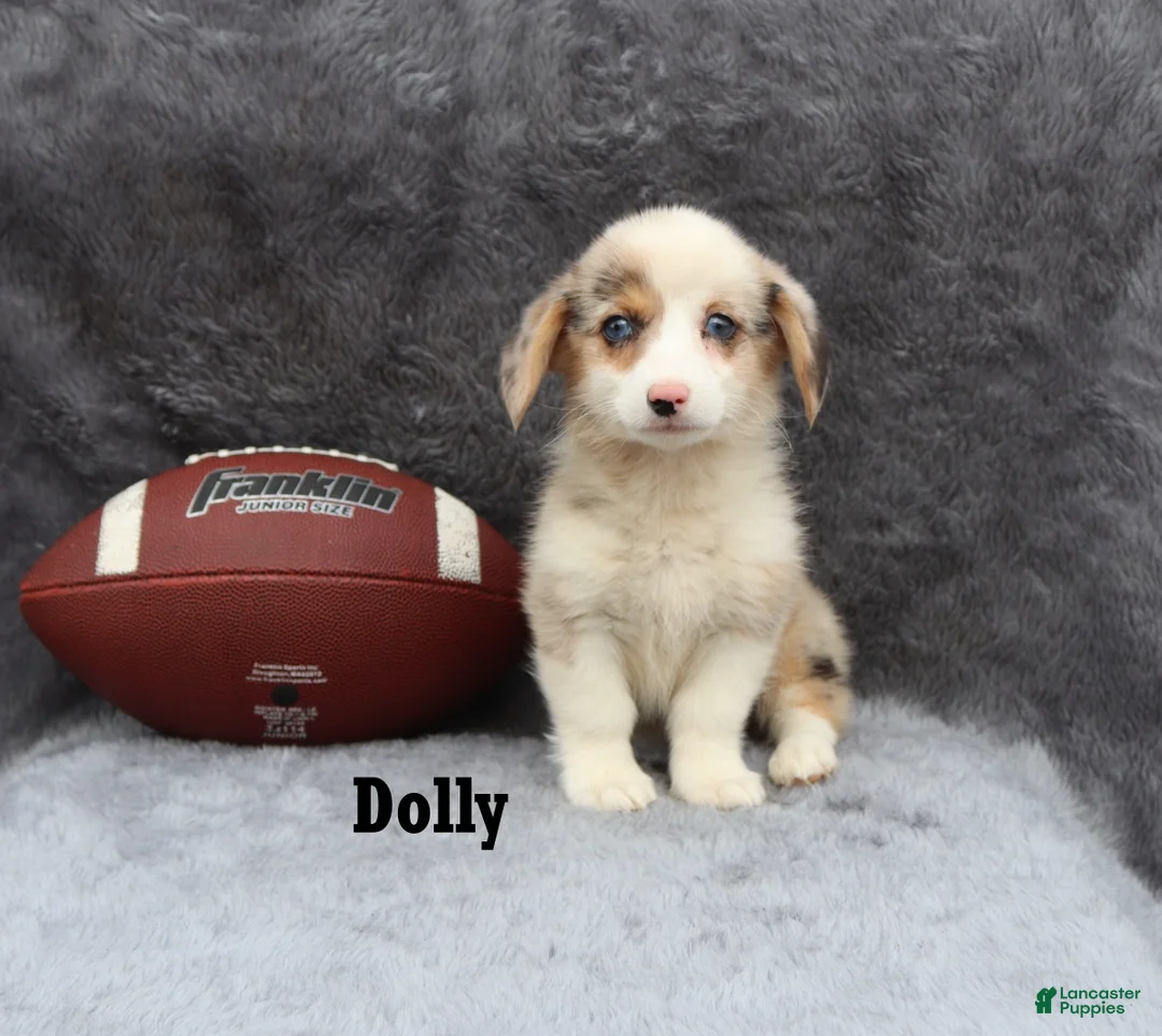 Welsh Corgi Pembroke dogs for sale: Dolly - Ad 2