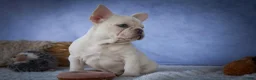 French Bulldog dogs for sale: Tansy🌸 - Ad 14