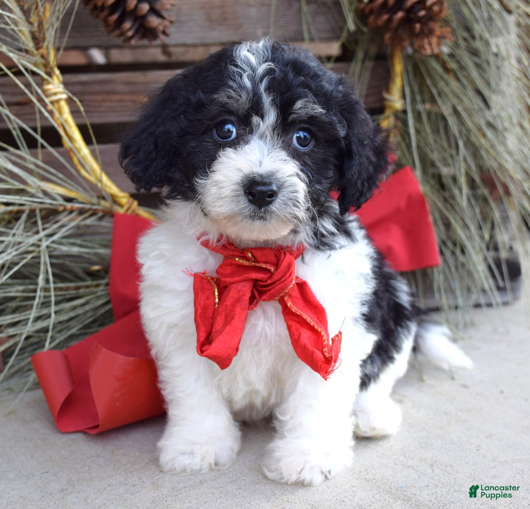 Bichpoo dogs for sale: Baxter - Ad 7