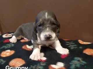 Basset Hound dogs Grumpy - Ad 18