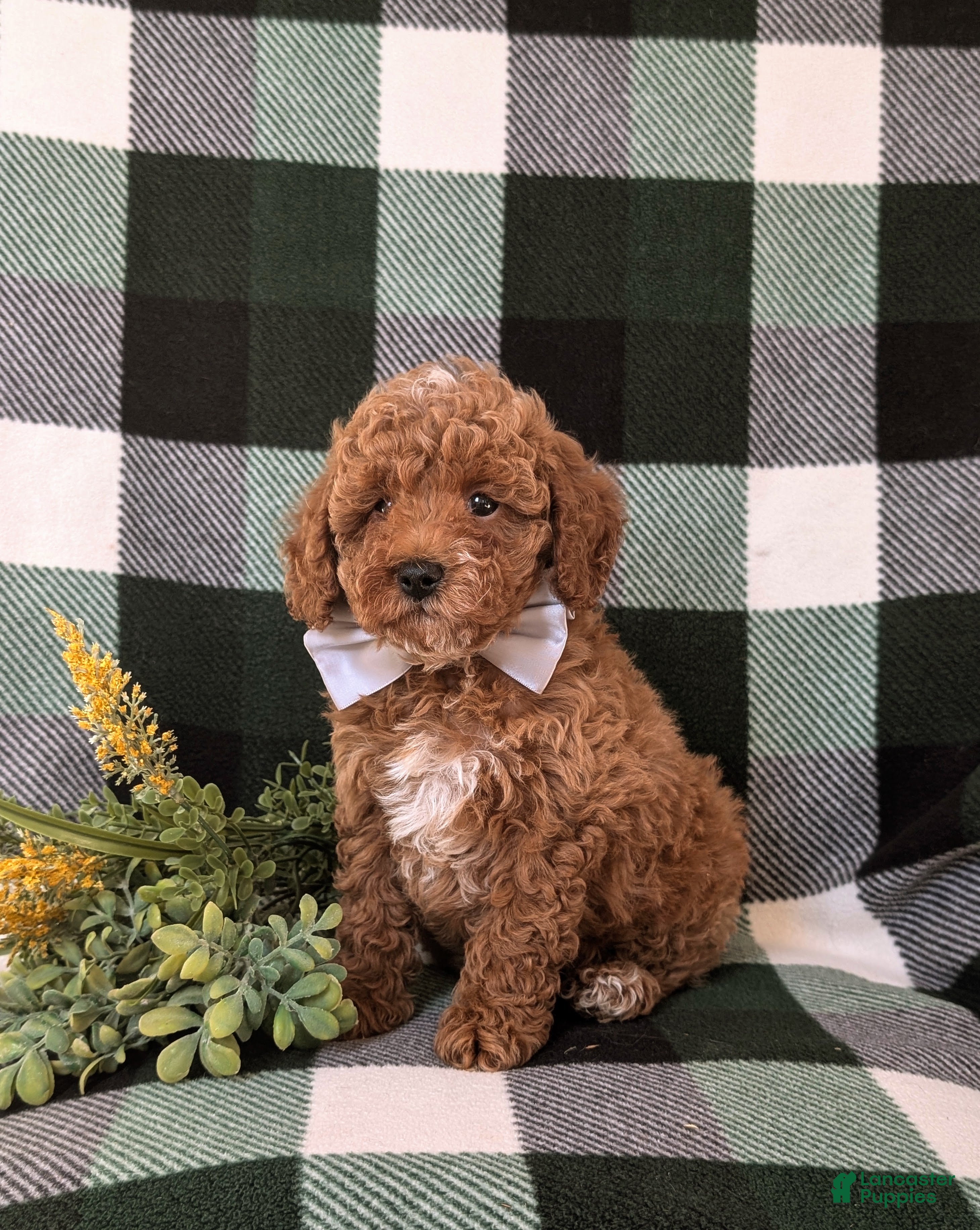 Miniature Poodle dogs Dannie 10 lbs FUll Grown - Ad 16