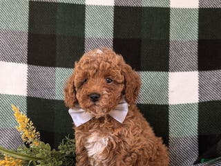 Miniature Poodle dogs Dannie 10 lbs FUll Grown - Ad 16