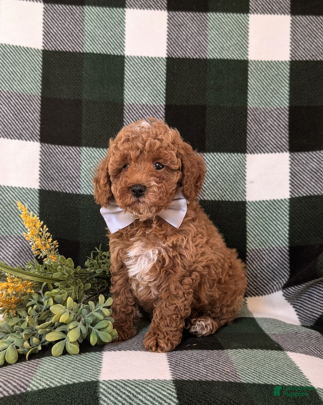 Miniature Poodle dogs for sale: Dannie 10 lbs FUll Grown - Ad 1
