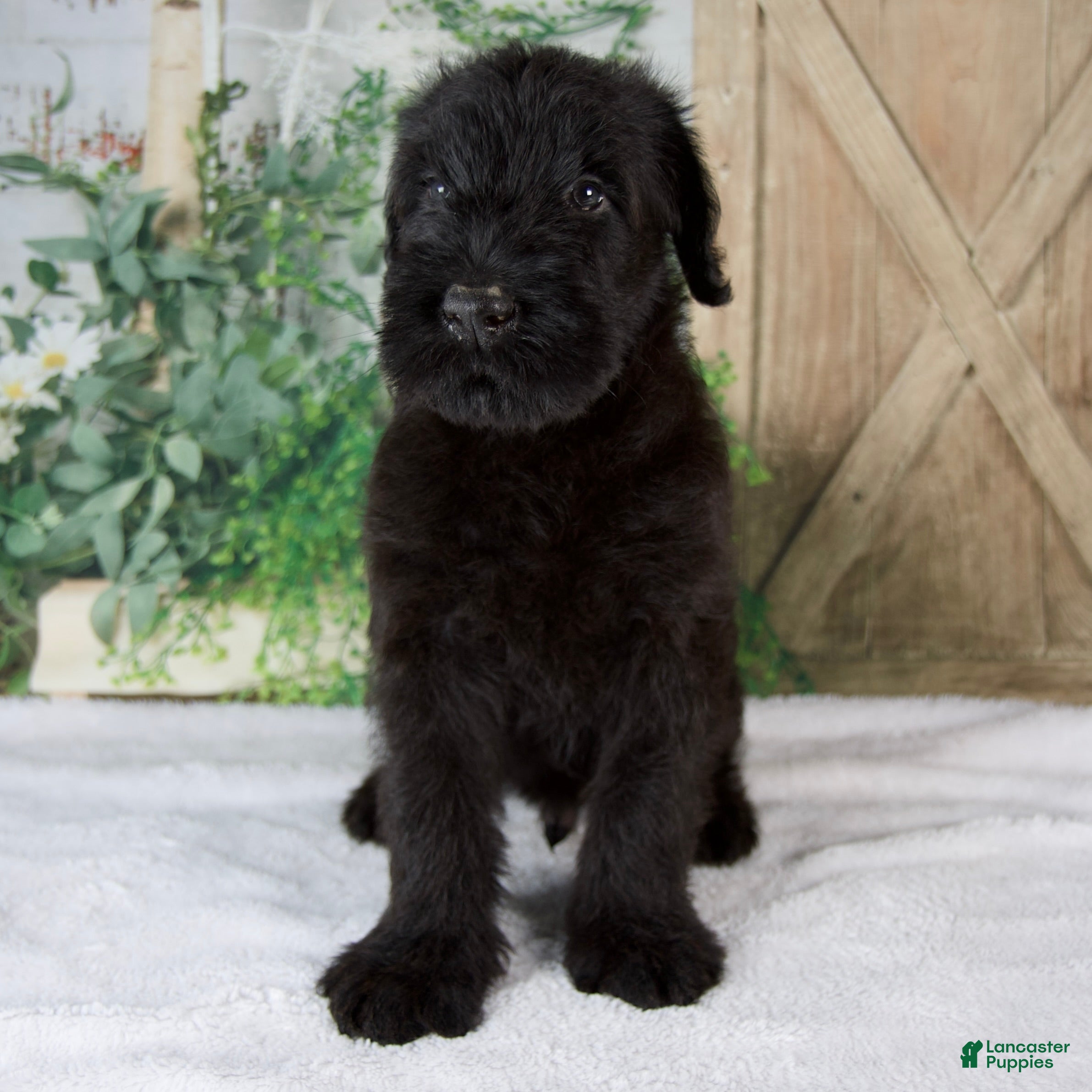 Giant Schnauzer dogs Kyle - Ad 1