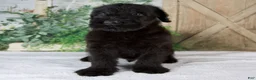 Giant Schnauzer dogs for sale: Kyle - Ad 1