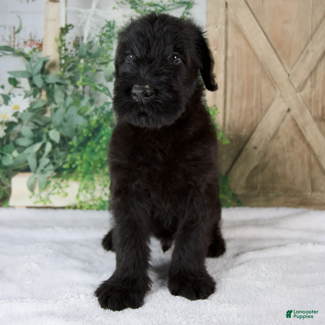 Giant Schnauzer dogs for sale: Kyle - Ad 1