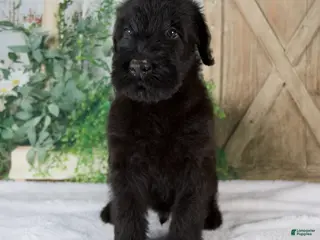 Giant Schnauzer dogs for sale: Kyle - Ad 3