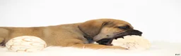 Puggle dogs for sale: Sierra - Ad 8