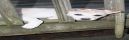 Pitsky dogs for sale: Pitsky 3 - Ad 6