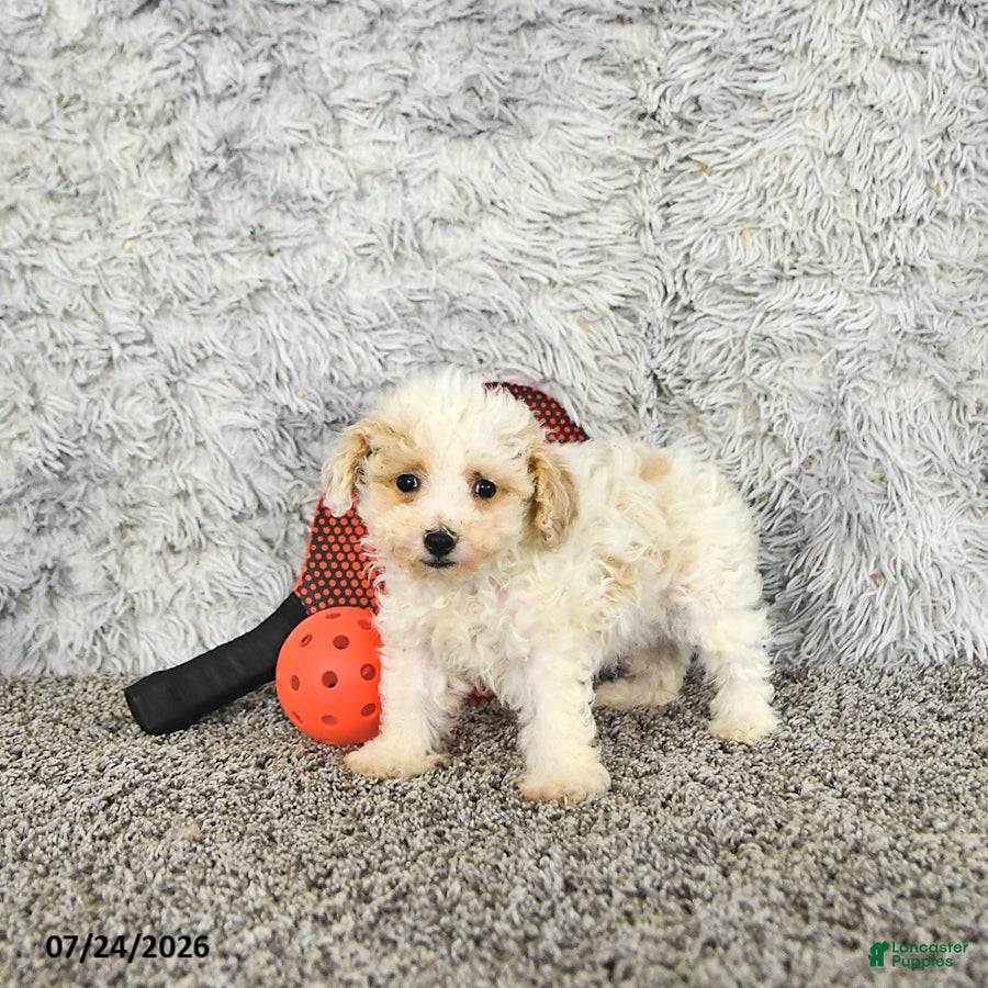 Toy Poodle dogs Tyler   EXTRA SMALL - Ad 1