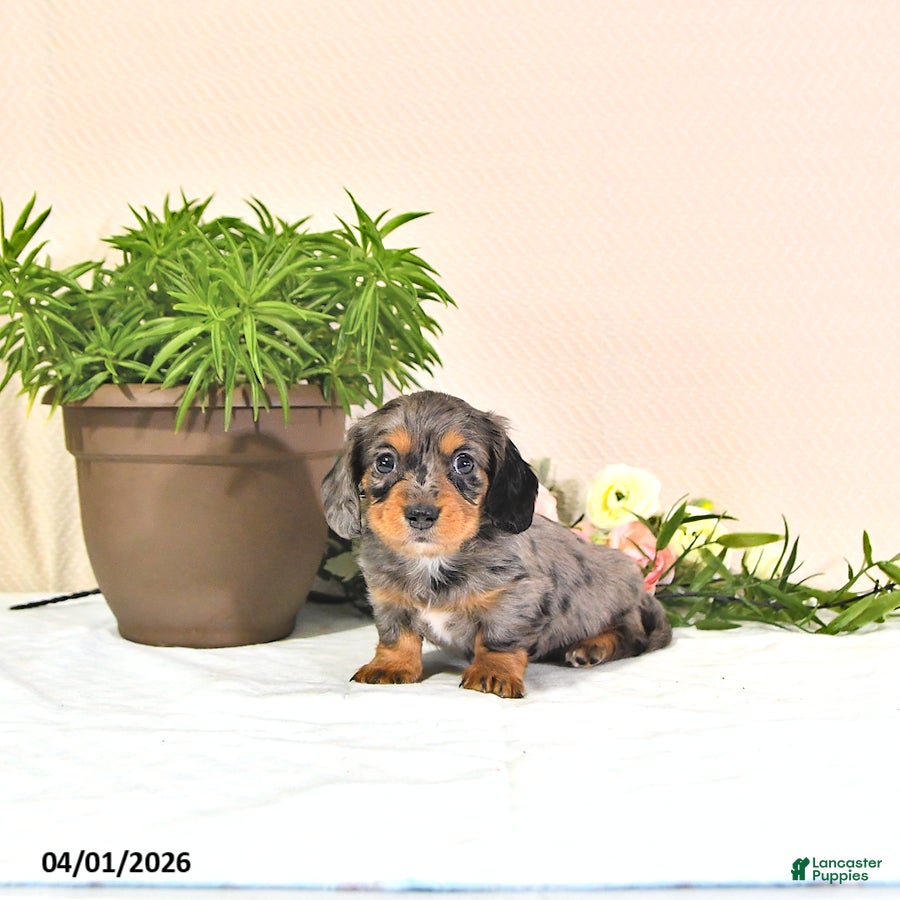 Miniature Dachshund dogs Precious - Ad 2