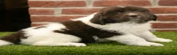 Newfoundland dogs for sale: Bambi - Ad 3