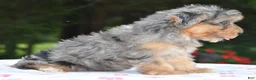 Yorkiepoo dogs for sale: Sapphire blue eyes  - Ad 13