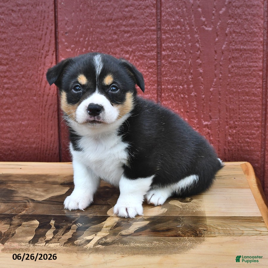 Welsh Corgi Pembroke dogs Jasper - Ad 2