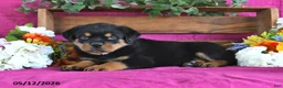 Rottweiler dogs for sale: Marshall - Ad 5