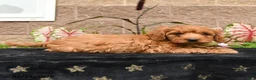 Cavapoo dogs for sale: Da Vinci - Ad 5