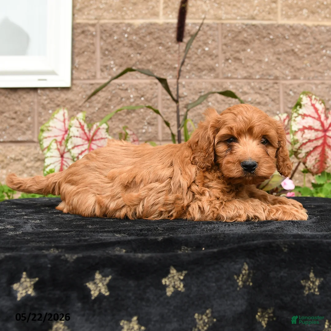 Cavapoo dogs for sale: Da Vinci - Ad 5