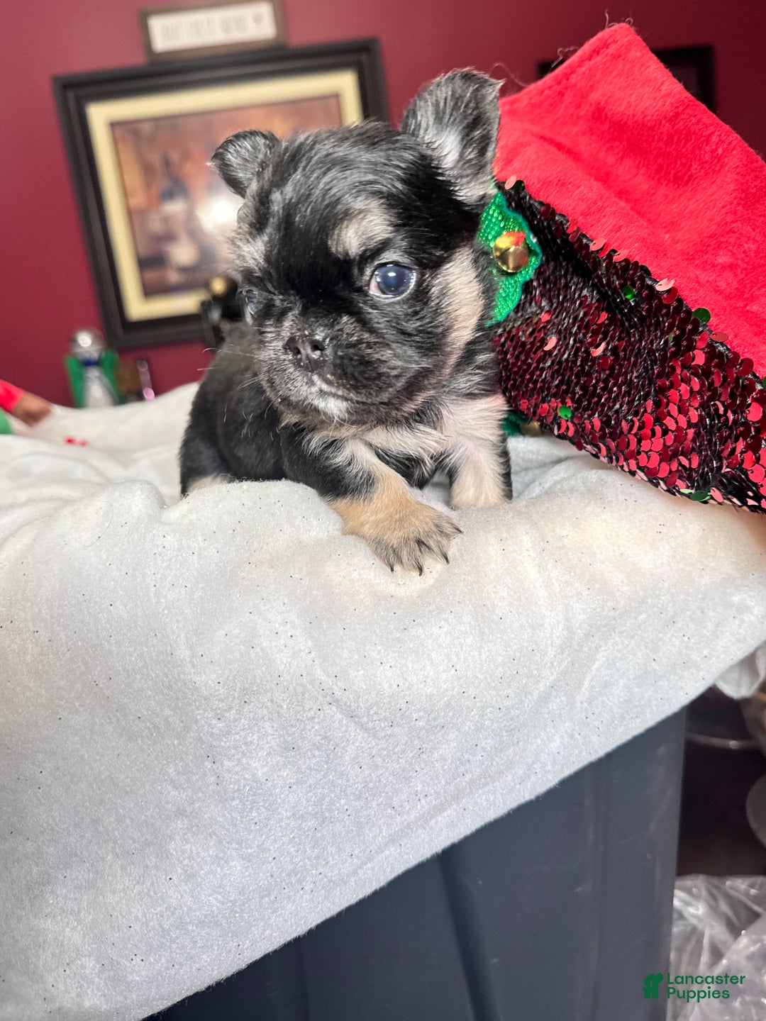 French Bulldog dogs for sale: French Bulldog Puppy 1 - Ad 3