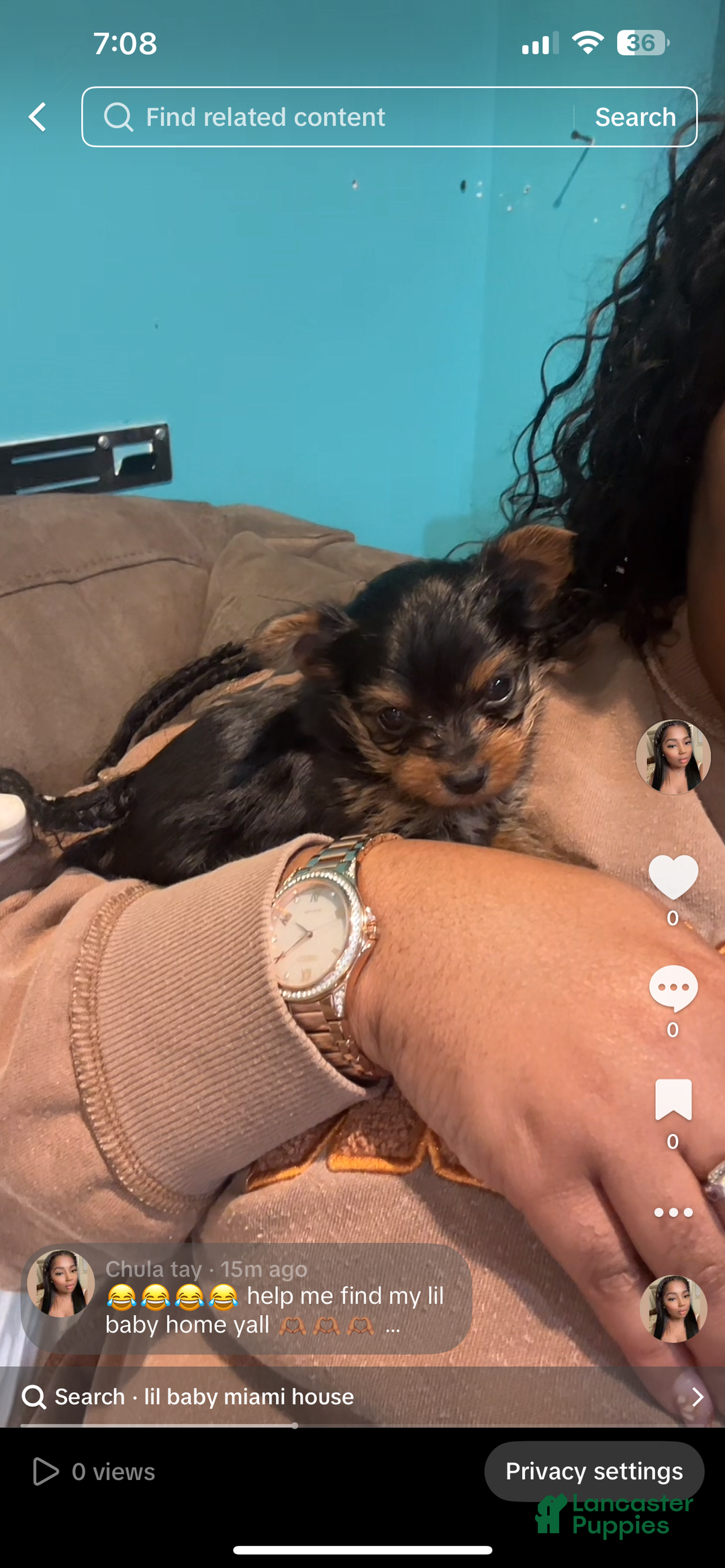 Yorkshire Terrier dogs for sale: Ten - Ad 2