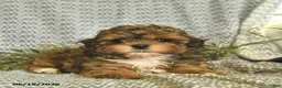 Shihpoo dogs for sale: Cody  - Ad 3