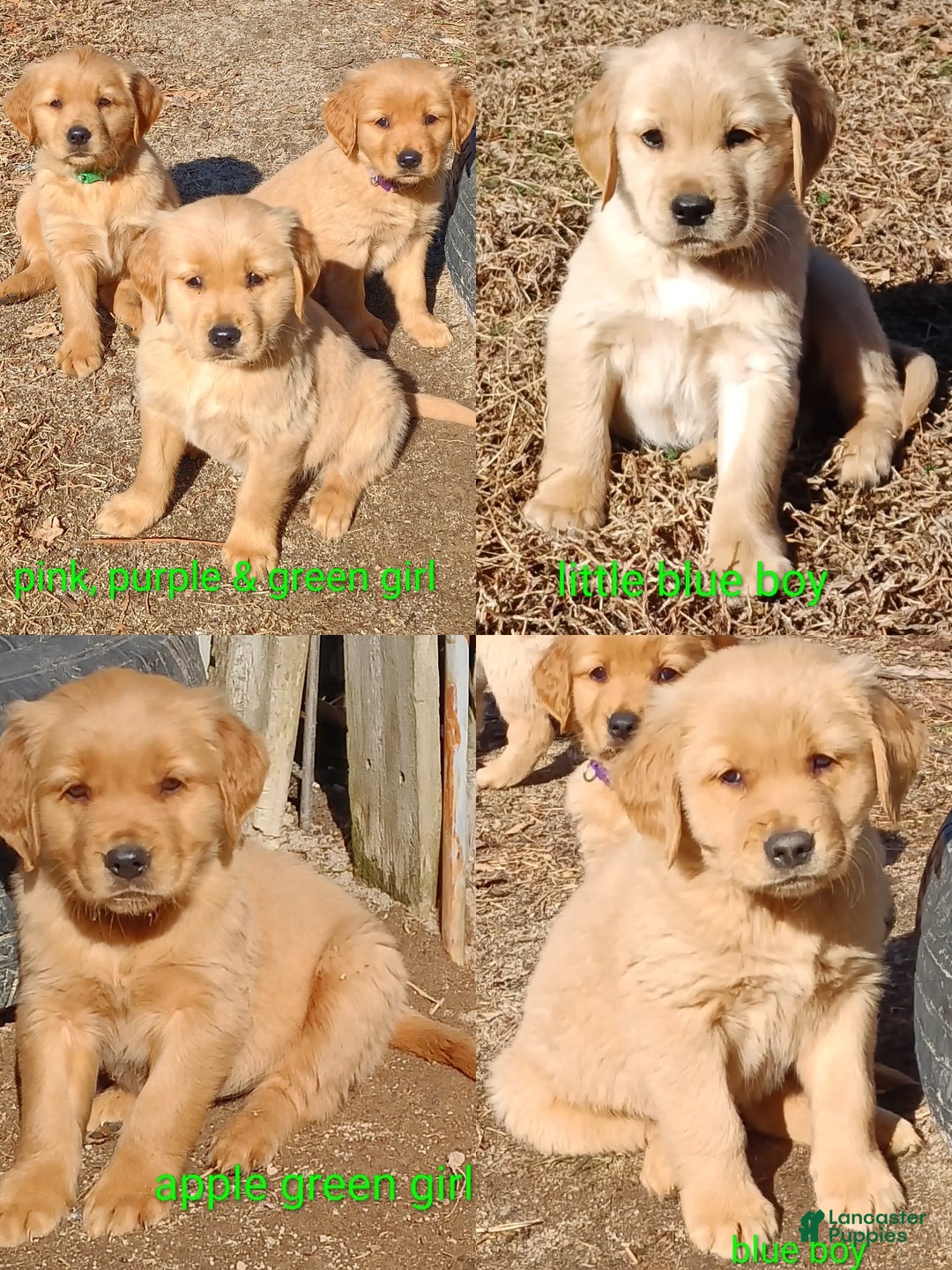 Golden Retriever dogs for sale: Golden Retriever Puppy Purple Girl - Ad 2