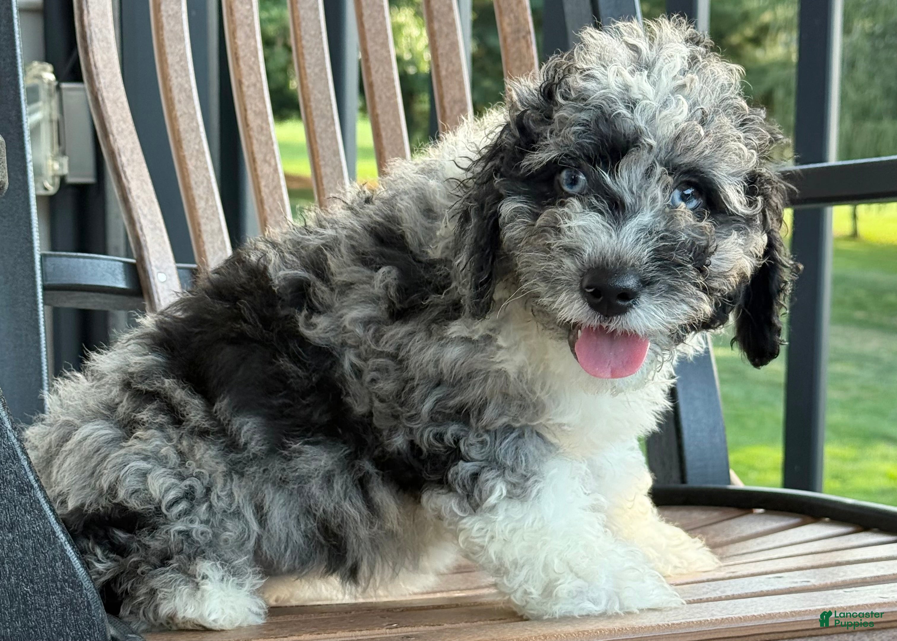 Mini Bernedoodle dogs Holly-F1b - Ad 1